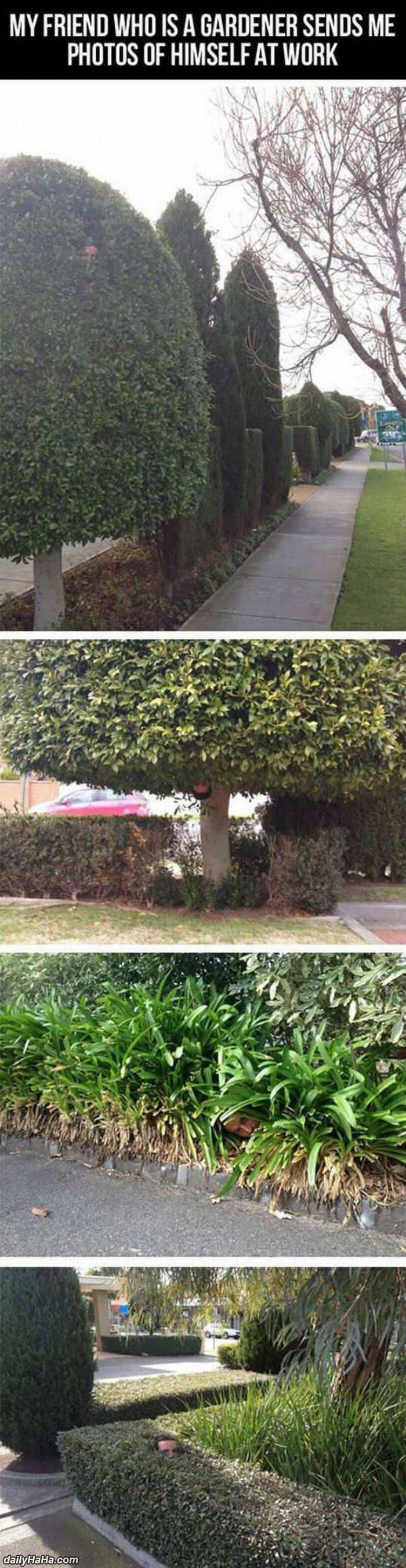 fun of being a gardener funny picture