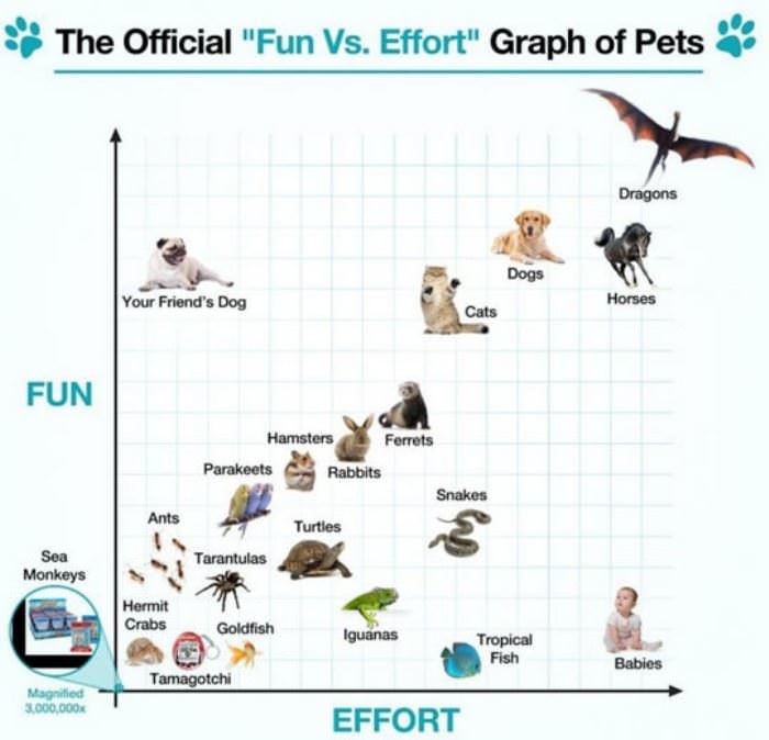 fun vs effort graph for pets funny picture