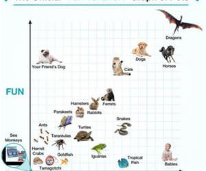 fun vs effort graph for pets funny picture