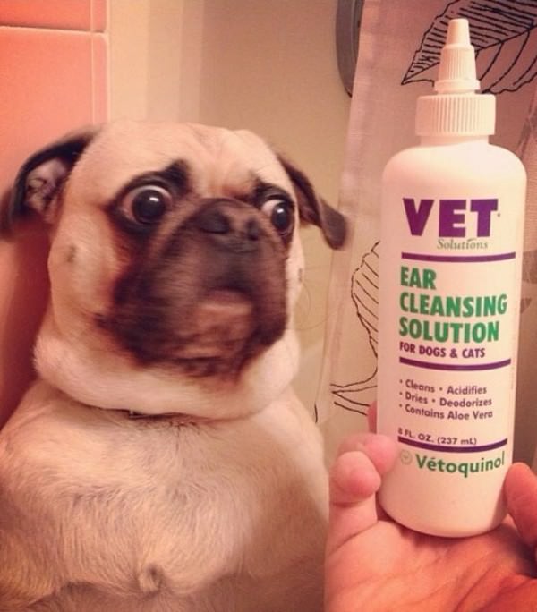 Funny but Scared Dog funny picture