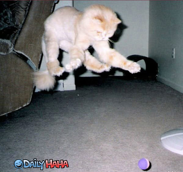 Fuzzy Cat Jump Attack