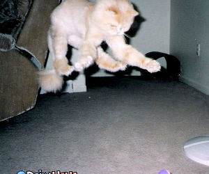 Fuzzy Cat Jump Attack`