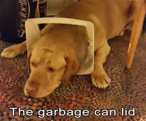 garbage can lid of shame funny picture