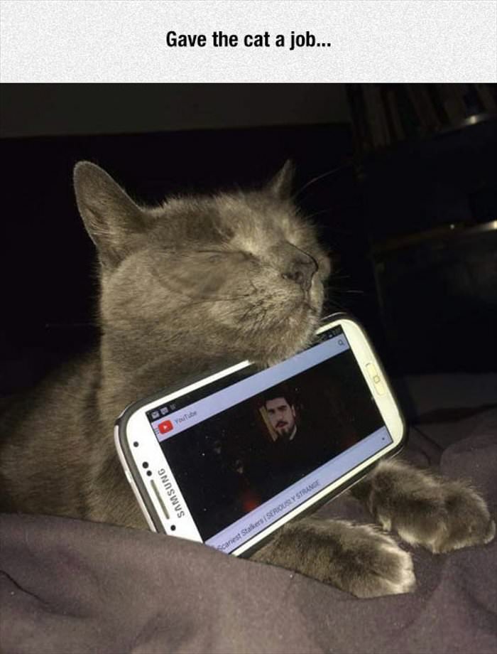 gave the cat a job