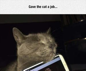 gave the cat a job