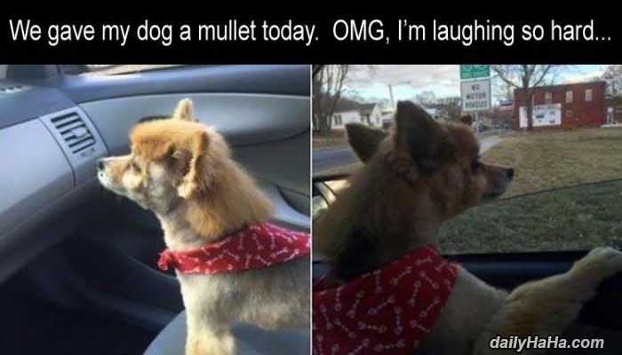 gave the dog a mullet funny picture