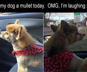 gave the dog a mullet funny picture