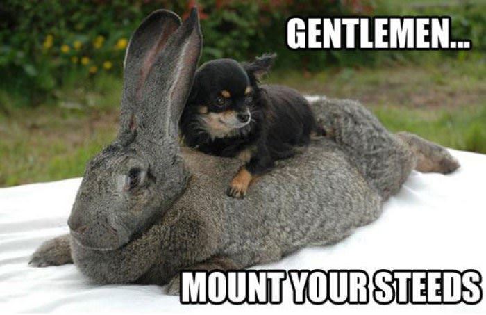 gentlemen funny picture