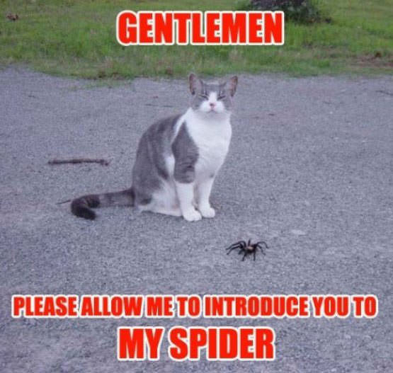 Gentlemen, My Spider