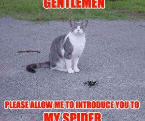 Gentlemen, My Spider