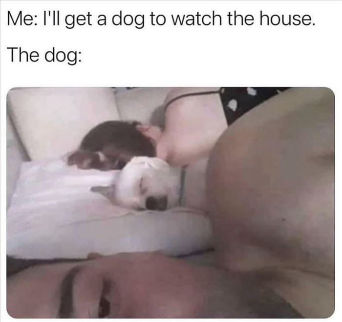 get the dog to watch the house