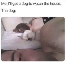 get the dog to watch the house