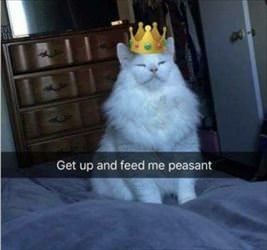 get up and feed me
