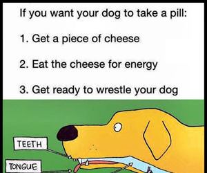 getting a dog to eat a pill