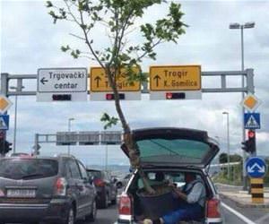 getting a large tree home funny picture