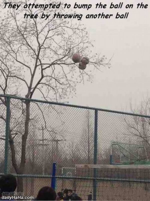 getting the ball funny picture