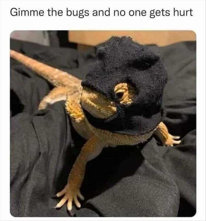 gimme the bugs