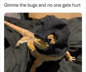 gimme the bugs
