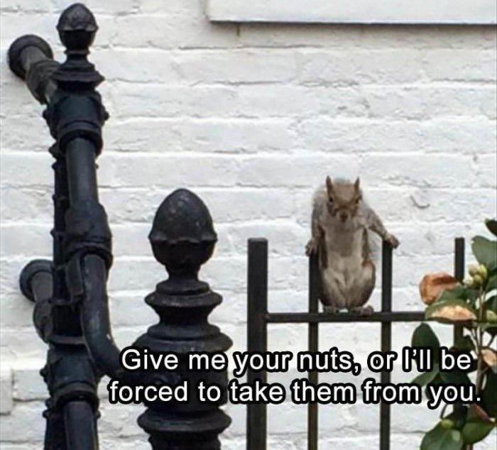 give me your nuts funny picture