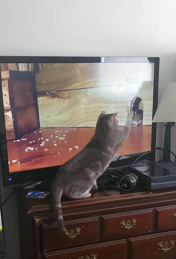 going to get that mouse