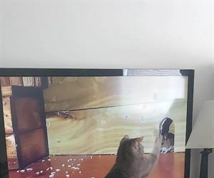 going to get that mouse