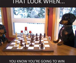 going to win funny picture