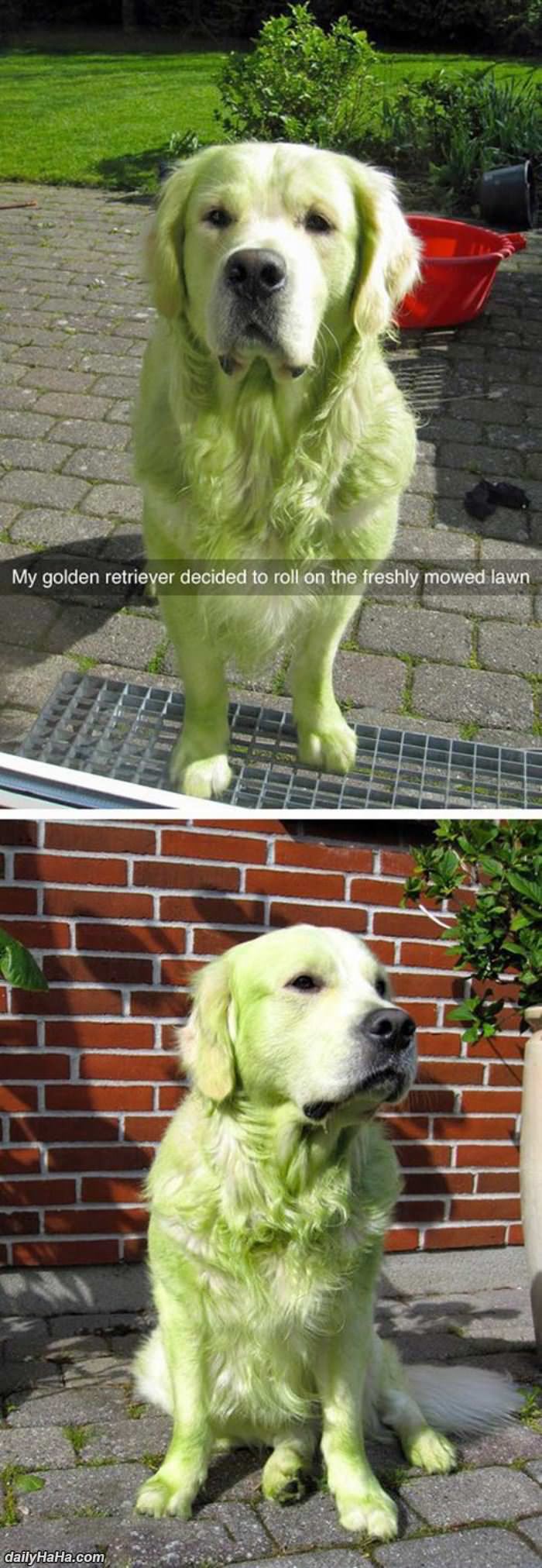 golden in the freshly mowed lawn funny picture
