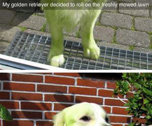 golden in the freshly mowed lawn funny picture