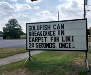 goldfish can breakdance