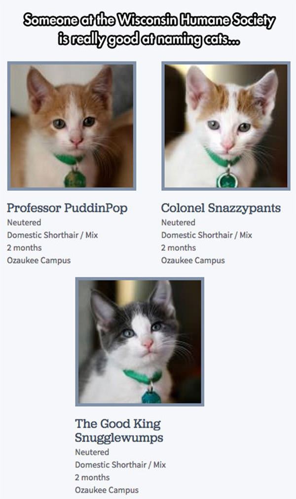 good at naming cats funny picture