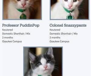 good at naming cats funny picture