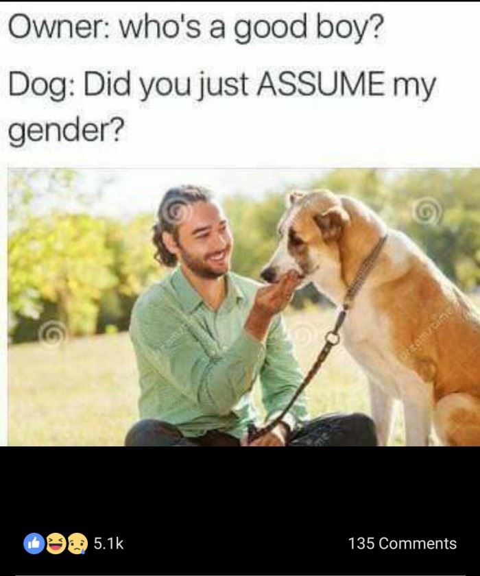 good boy funny picture