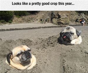good crop this year funny picture