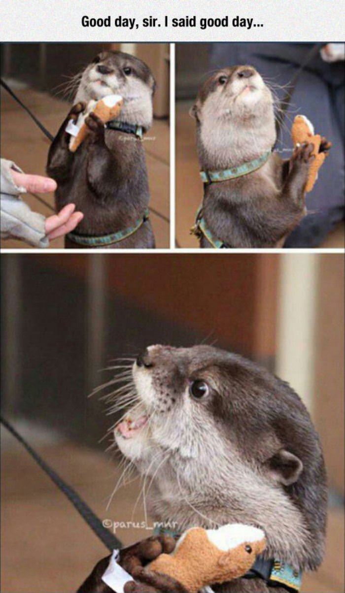 good day sir funny picture