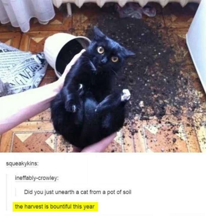 good harvest funny picture