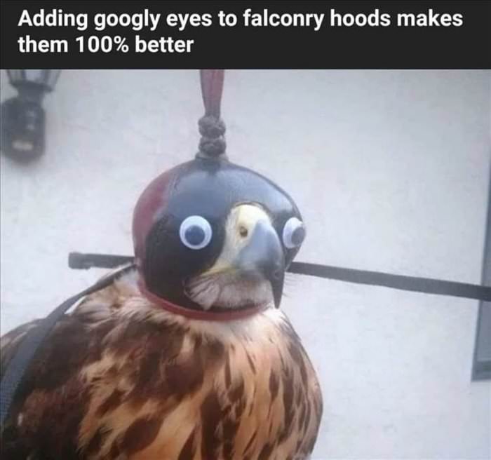googly hawk