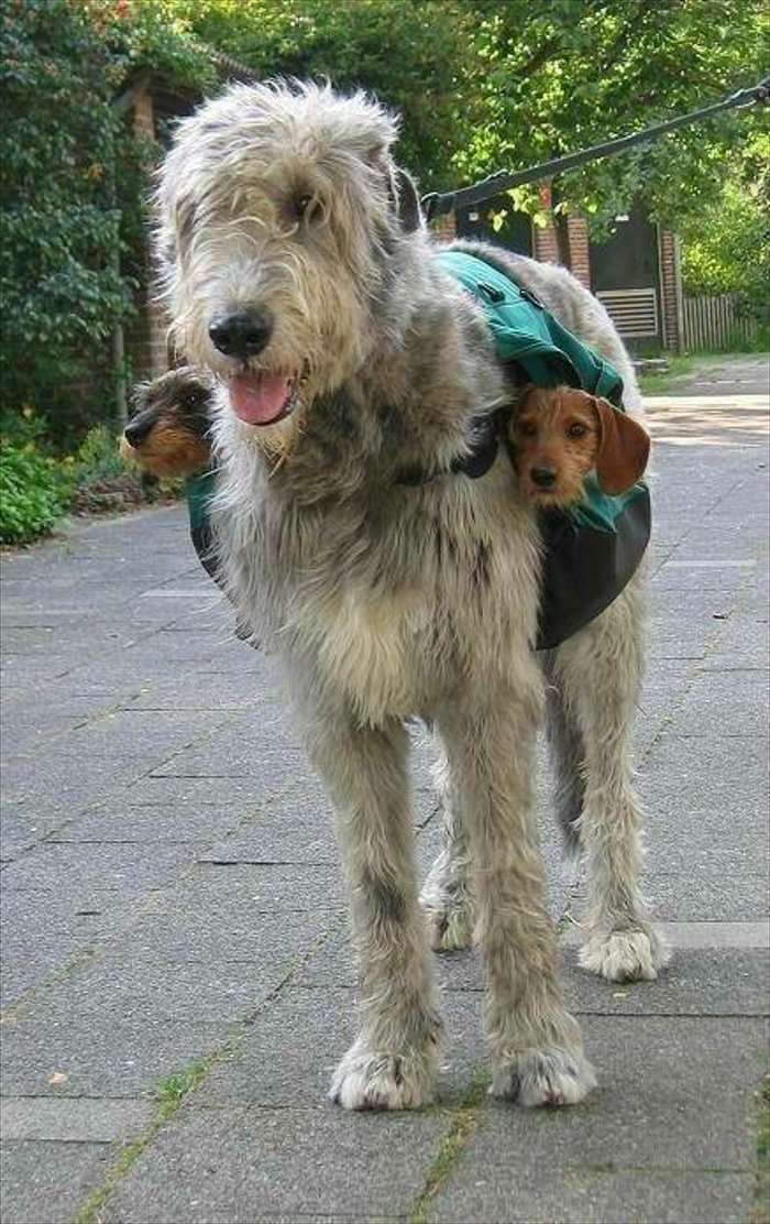 got my new sub woofers