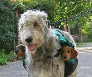 got my new sub woofers