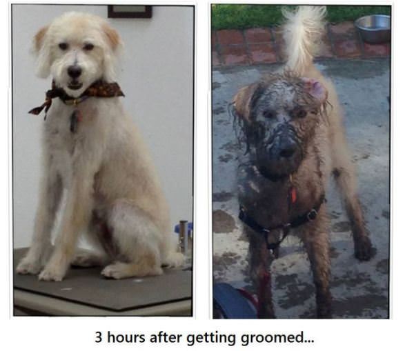 got groomed funny dog picture
