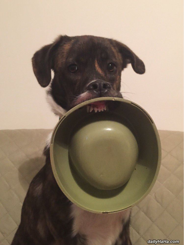 got my dish funny picture
