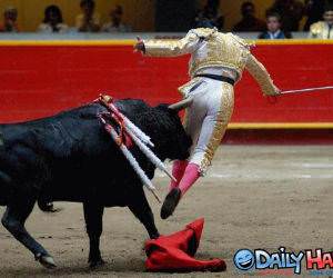 Bull Horn up the butt