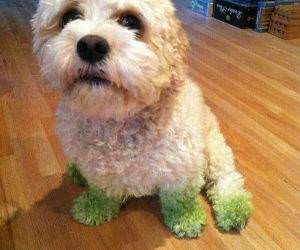 grass cutting effects funny picture