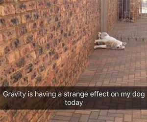 gravity and my dog funny picture