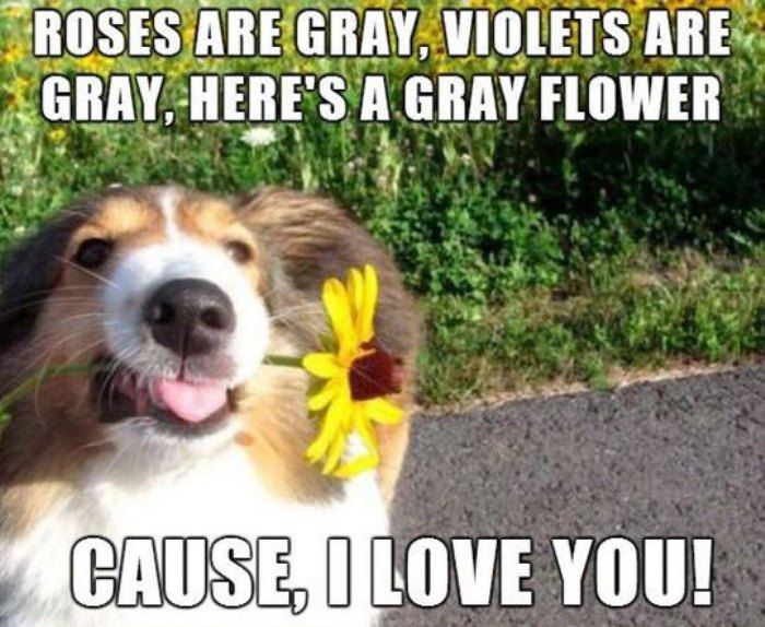 gray funny picture