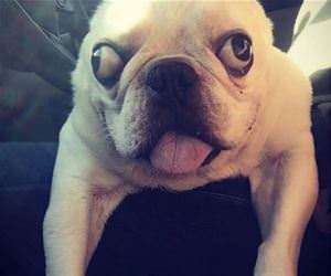 greatest dog ever funny picture