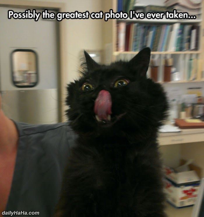 greatest photo of a cat funny picture