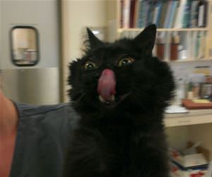 greatest photo of a cat funny picture