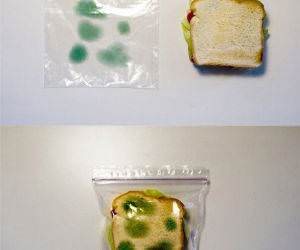 Green Spots Food Bag