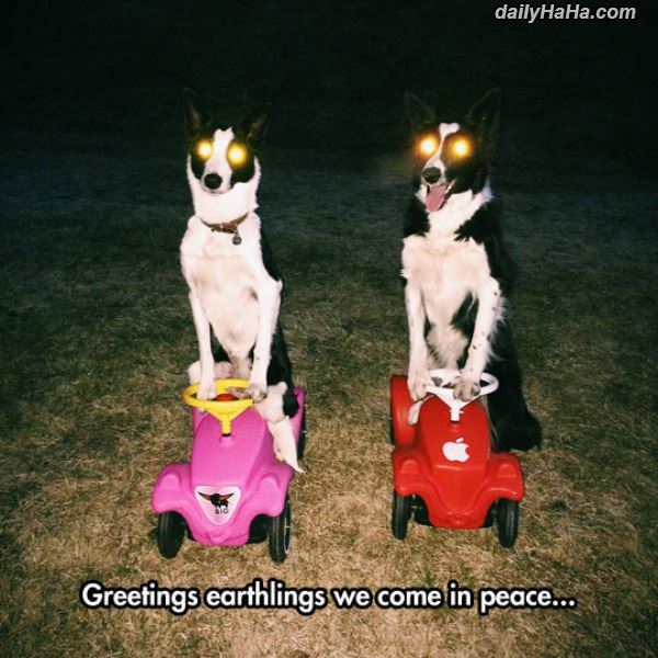 greetings funny picture