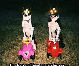 greetings funny picture